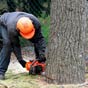 Tree Removal