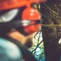 Tree Triming