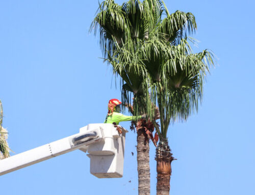 The Do's and Don'ts of Palm Tree Removal