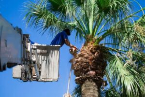 11_palm_tree_care