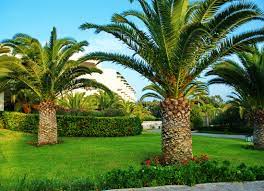 12_palm_tree_care