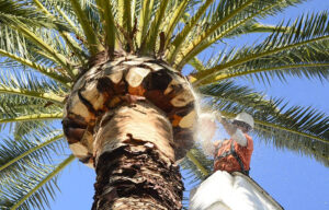 14_palm_tree_care