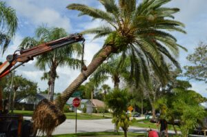 palm tree removal service