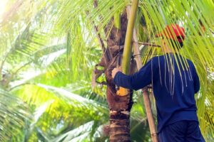 palm tree removal