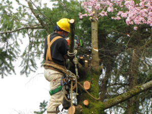 palm tree removal services