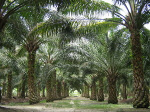 3_pest_and_disease_management