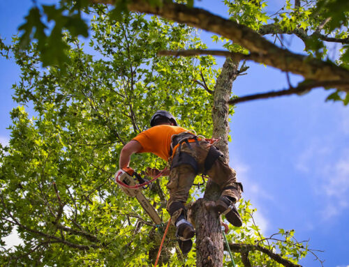 Maximizing Your Landscape's Beauty With Tree Trim Services