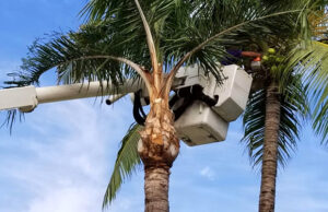 palm tree removal