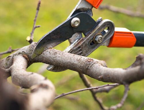 Expert Tree Pruner Services: Enhancing the Health of Your Trees