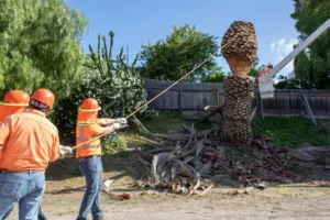tree removal services