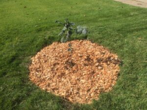 5_watering_and_soil_care