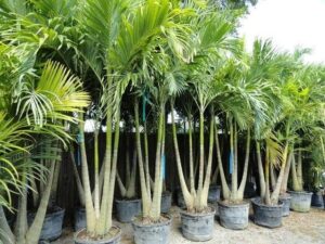 6_transplanting
