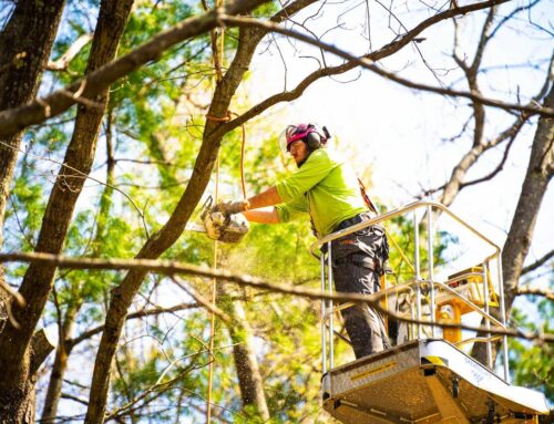 How Tree Care Services Can Extend the Life of Your Trees