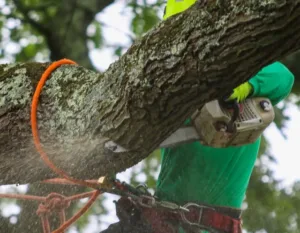 tree removal techniques