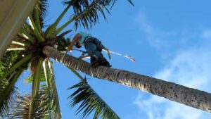 palm tree removal