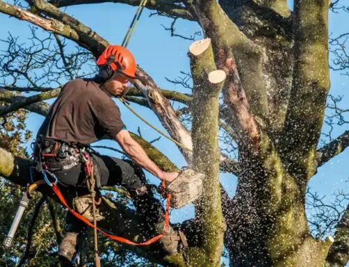 The Importance of Expert Removal Tree Services for Property Safety
