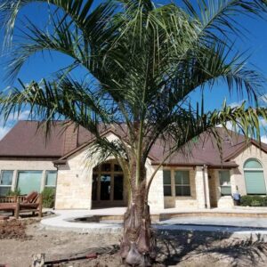 Palm Tree Removal