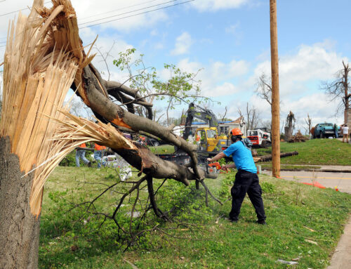 How Emergency Tree Services Can Protect Your Property From Storm Damage