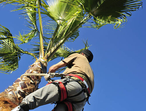 Essential Palm Tree Care Tips for Henderson Residents