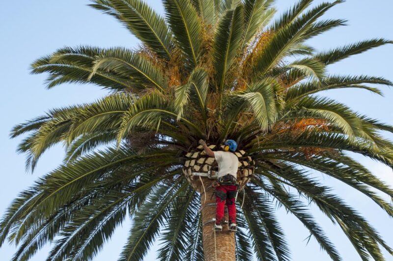 palm tree removal services