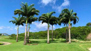 9_tree_care_service