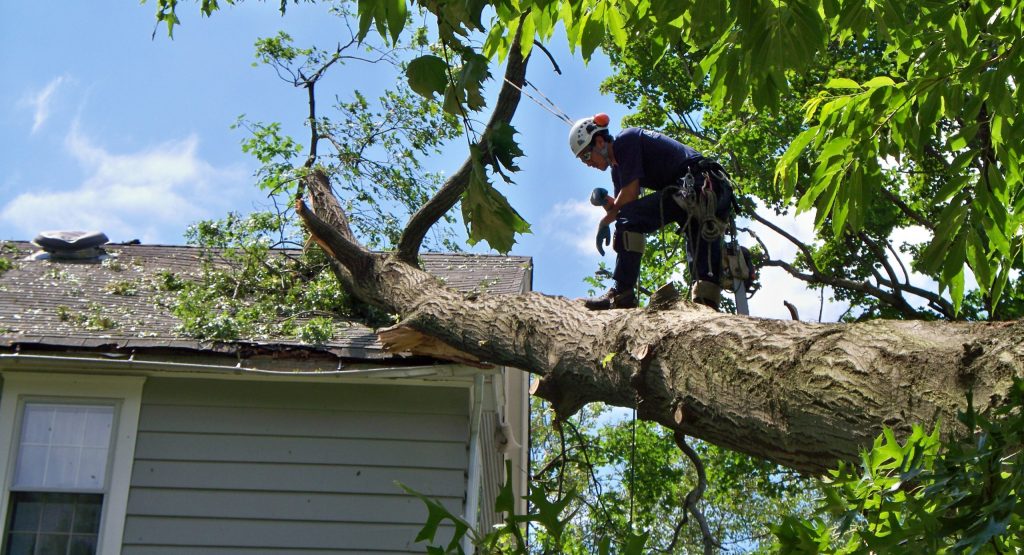 3_tree_removal