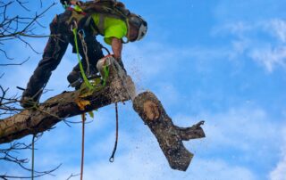 Tree Surgeon Cuts Bough of Diseased Chestnut
