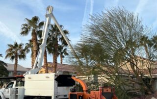 tree removal service Henderson NV