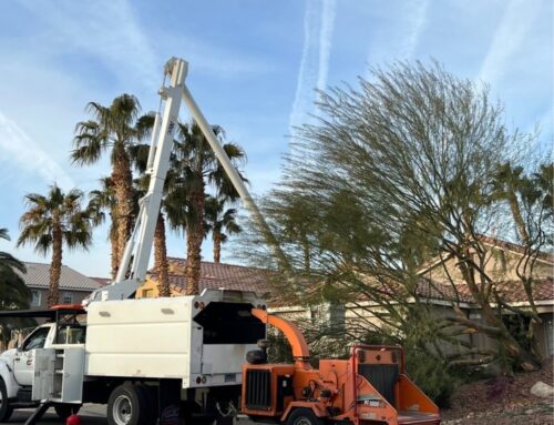 Tree Removal Service: Safe, Efficient & Complete Solutions