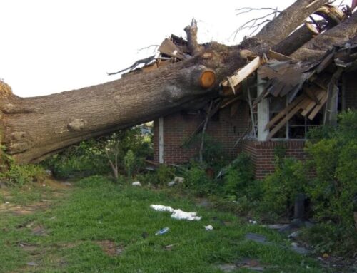 Emergency Tree Removal Service Henderson Nevada: Fast & Safe Solutions
