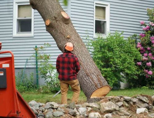 Tree Cutting Service: Safe, Precise & Efficient Tree Care